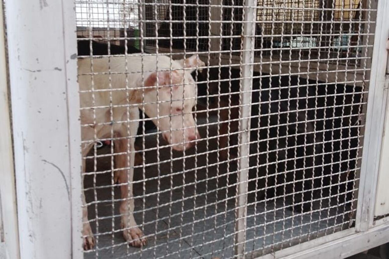 ¡Naucalpan al rescate! 19 perros y 2 gatos salvados de maltrato