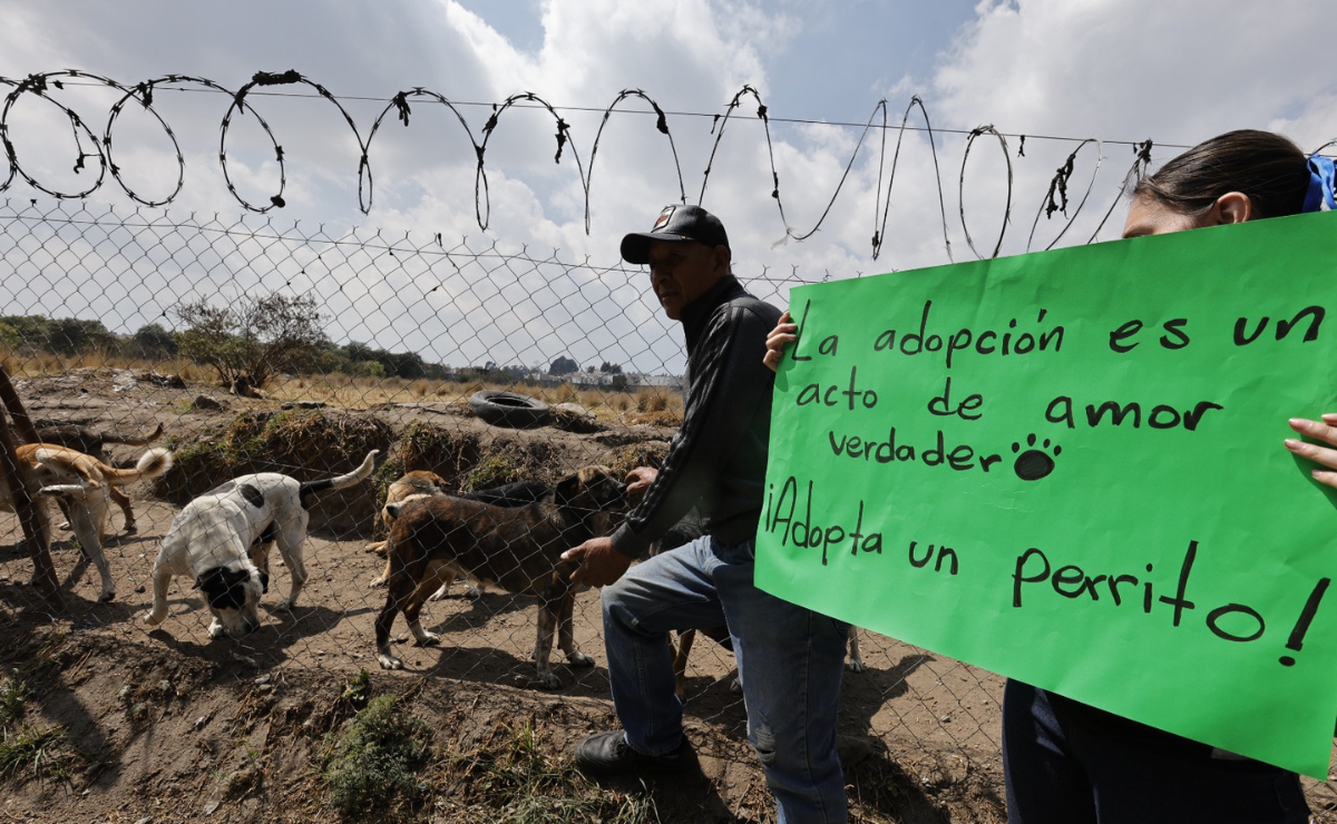 Alejandro Ramírez alberga a 44 perros en su domicilio de 50 metros cuadrados en Toluca; busca adopciones responsables Foto: Jorge Alvarado