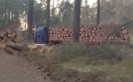 Tala clandestina destruye bosques en San Felipe del Progreso