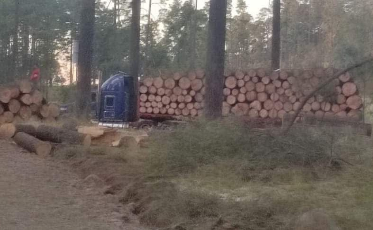 Comunidades en alerta: la lucha contra la tala clandestina / Foto: Especial