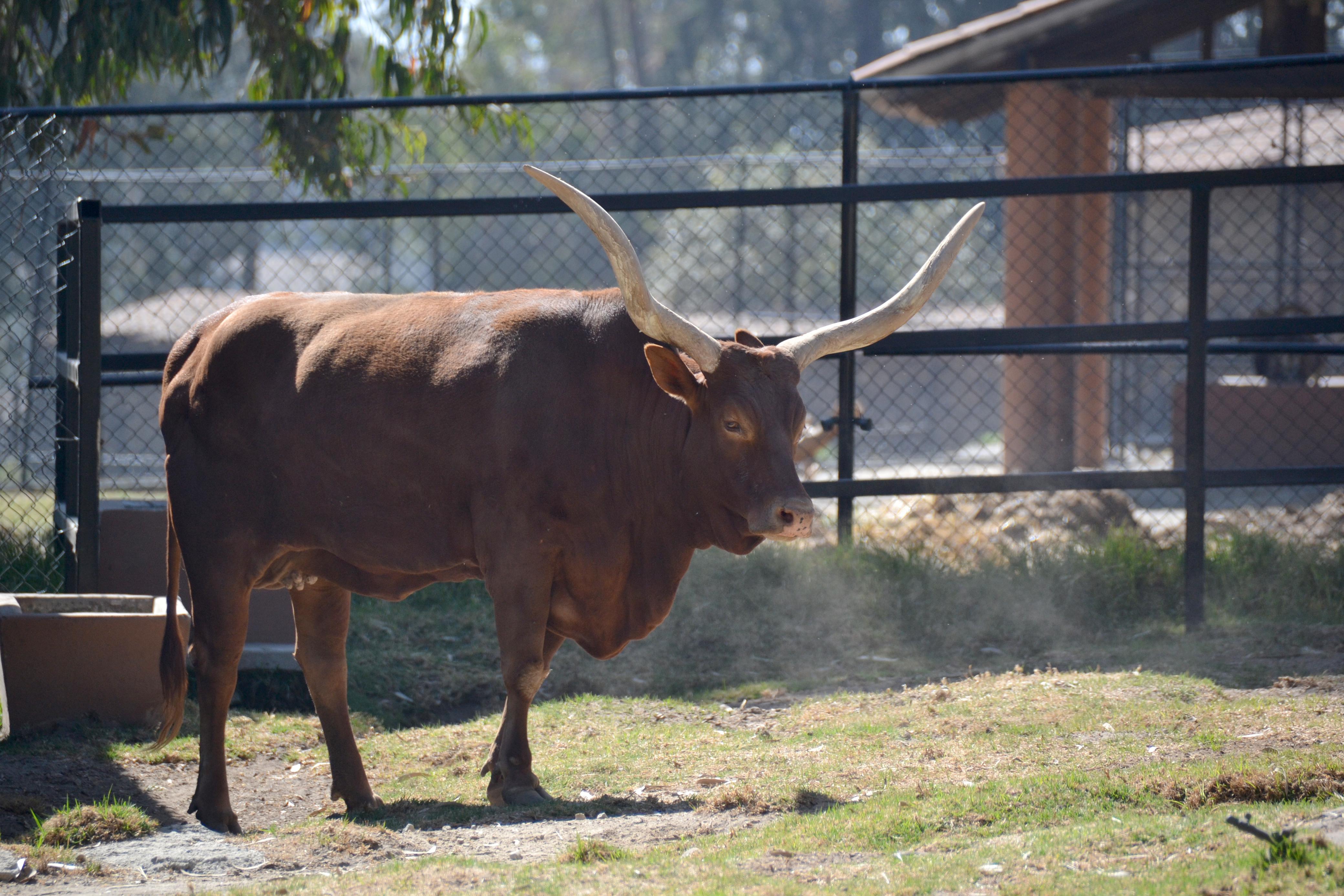 El parque tiene programas de reproducción y conservación de especies en peligro. Foto Especial