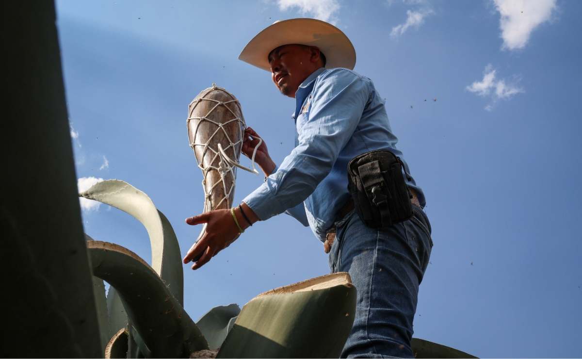 Francisco crea su propia semilla de maguey, un proceso que requiere paciencia y conocimiento ancestral. Foto: Luis Camacho