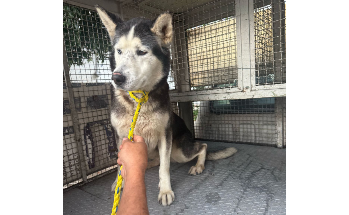 ¡Impactante! Así rescataron al perrito que vivía un infierno en Naucalpan