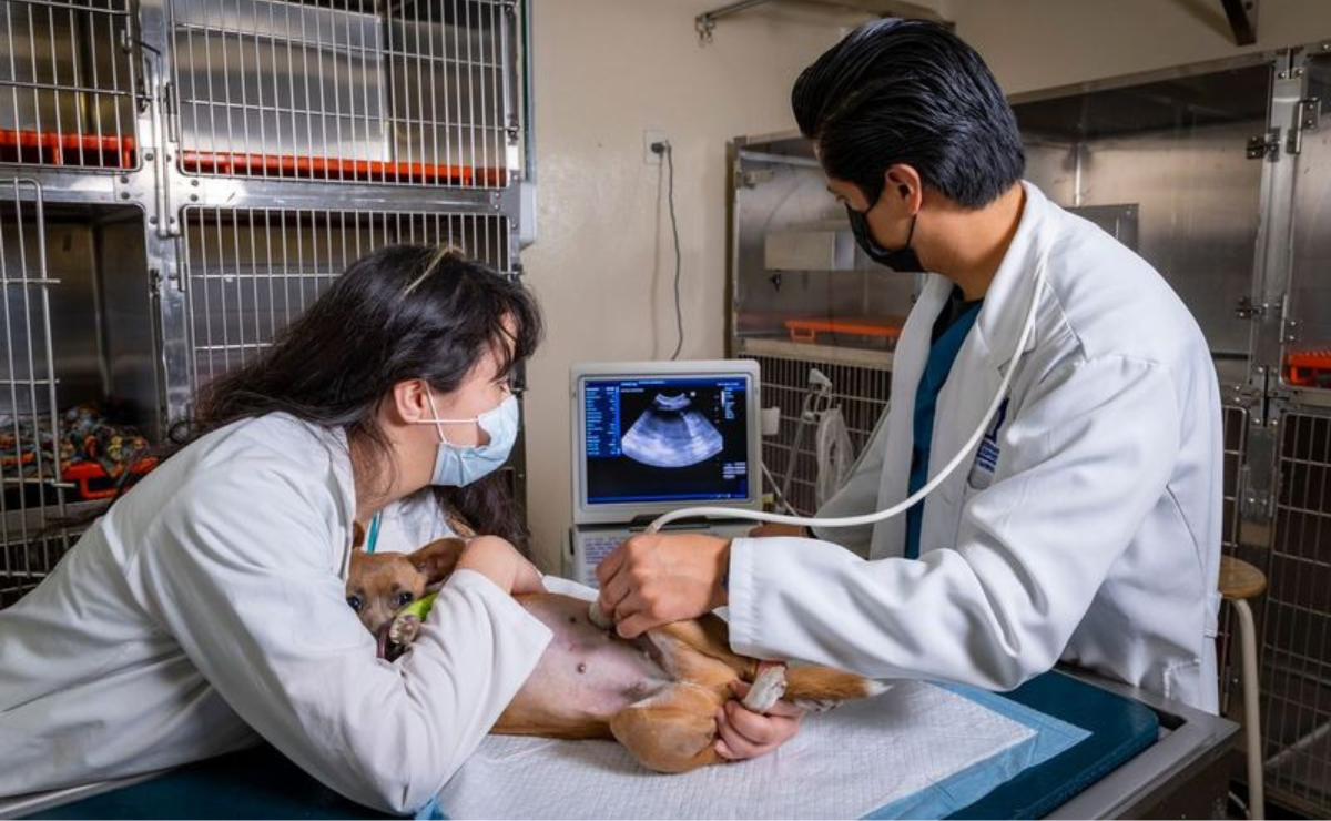 La UAEMéx destaca la importancia de la medicina preventiva para el cuidado de mascotas geriátricas en Toluca Foto: Especial