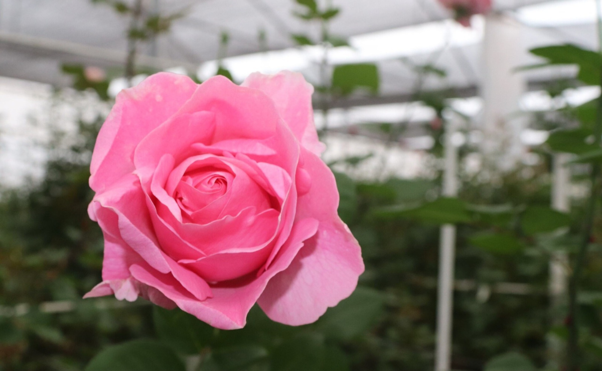 Más rosas para México, más oportunidades para floricultores. Foto: Especial