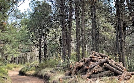 ¡Crimen ambiental! Taladores ilegales arrasan con el bosque del Nevado de Toluca