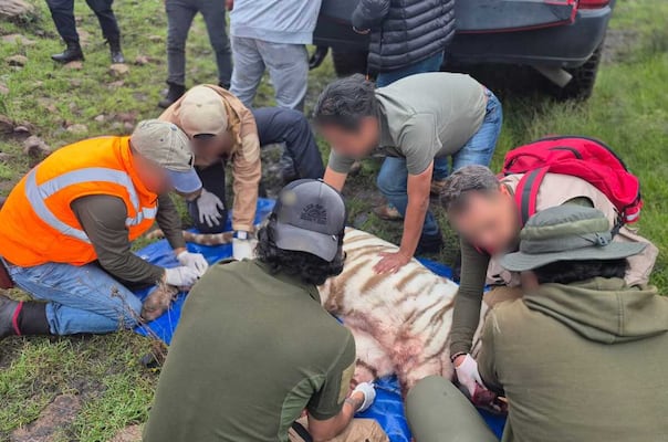 Kenzo, el tigre de bengala fugado en Edomex, tenía más heridas de bala además del tiro letal