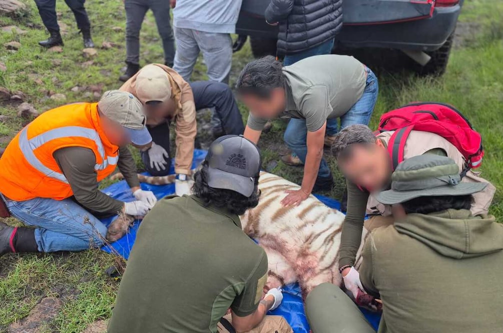 La Procuraduria Federal de Protección al Medio Ambiente (Profepa) informó que el animal recibe atención médica. Foto: especial