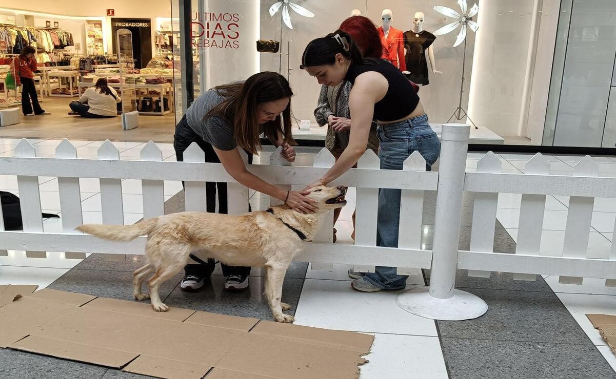 La alcaldesa aseguró que seguirán trabajando en atender la sobrepoblación de animales en situación de calle. Foto: Especial
