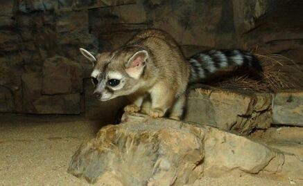 ¿Cómo reportar el hallazgo de animales exóticos en Edomex?