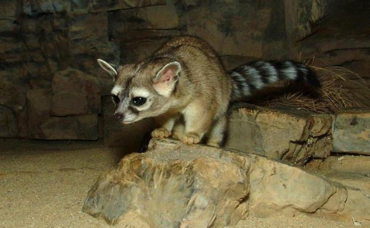 ¿Cómo reportar el hallazgo de animales exóticos en Edomex?