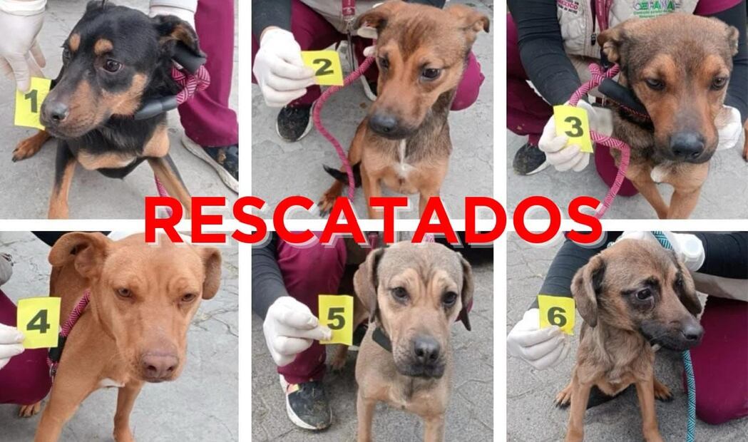 Los seis perros ya se encuentran en instalaciones especializadas para su rehabilitación física y emocional. Foto Especial