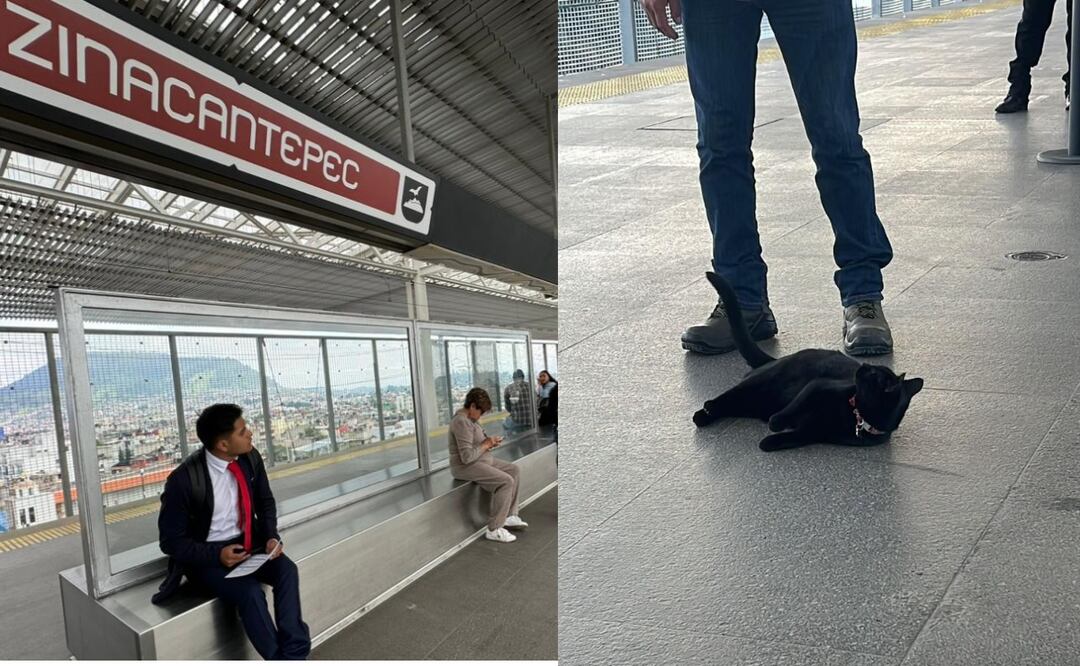 El gatito fue adoptado por el nombre de “El Insurgente” Foto: Especial