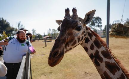 Zacango: Un viaje por la fauna del mundo sin salir del Edomex