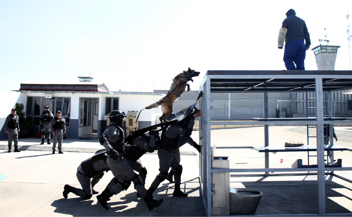 Perros de la Unidad Canina del Edomex: guardianes clave para la seguridad en penales. Foto: Especial