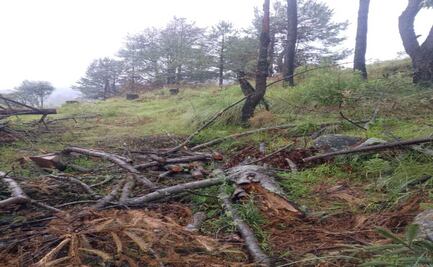 Vecinos atrapan a talamontes en Lerma: Piden mayor protección a zonas boscosas