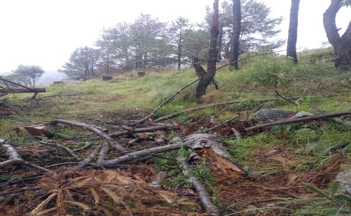 Vecinos atrapan a talamontes en Lerma: Piden mayor protección a zonas boscosas