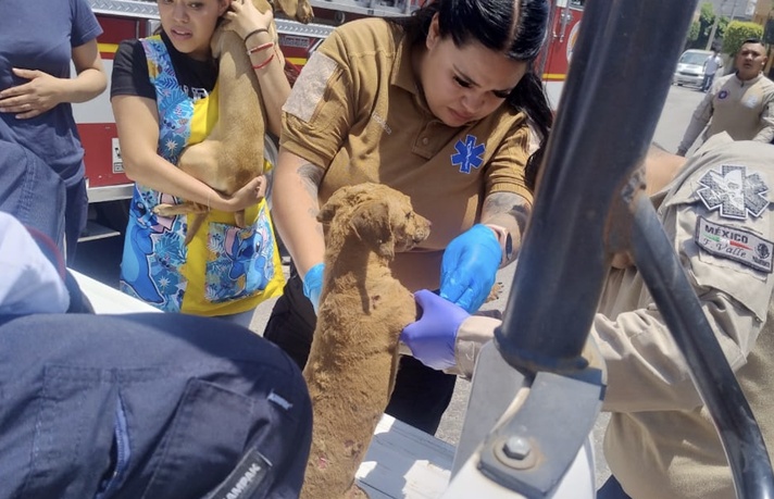 Rescatan a perrita con quemaduras tras flamazo en Ecatepec