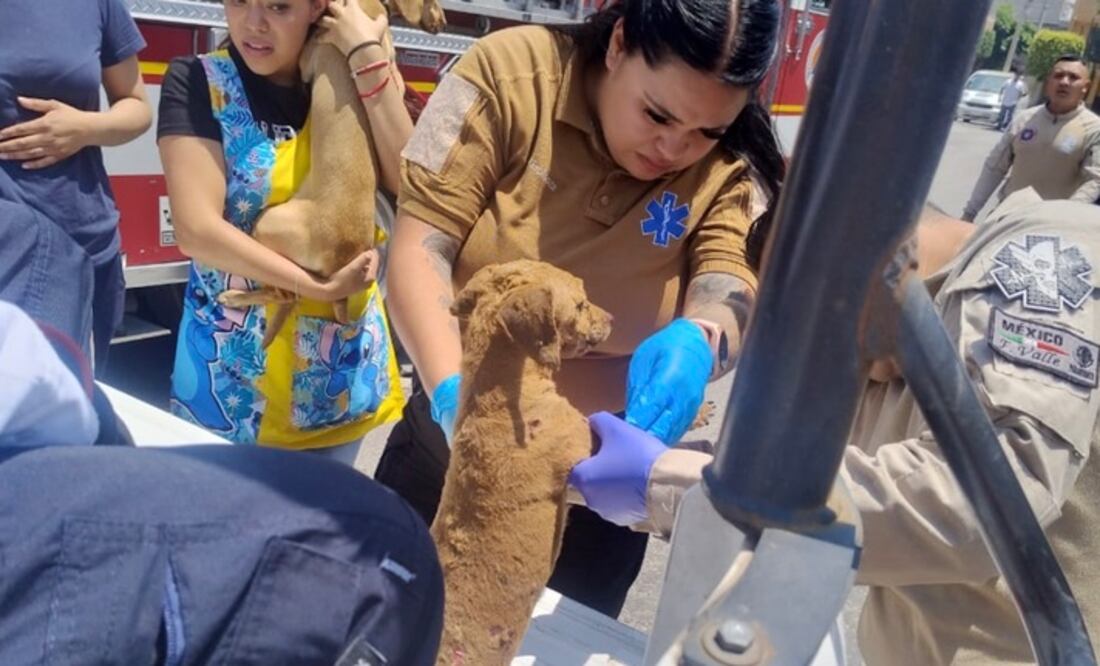 Mimi resultó lesionada con quemaduras de segundo grado / Foto Especial