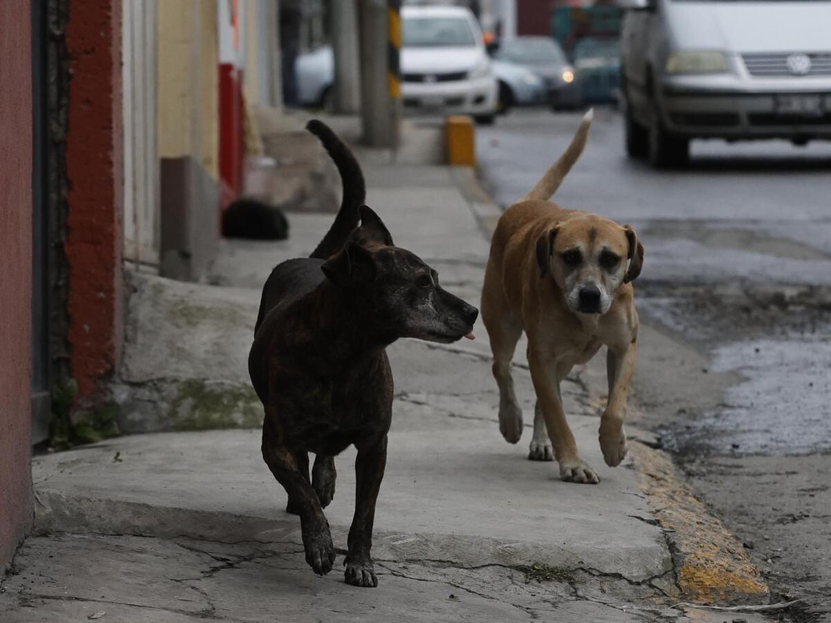 De acuerdo con el INEGI de los casi 23 millones de perros en México, el 70% vive en la calle. Foto: Jorge Alvarado 