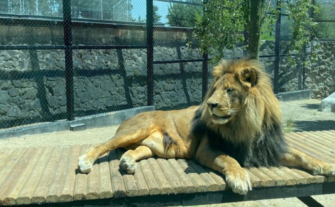 El árbol navideño del Parque Ecológico Zacango: un símbolo de la temporada navideña / Foto: Especial