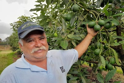El aguacate mexiquense llegará a Estados Unidos