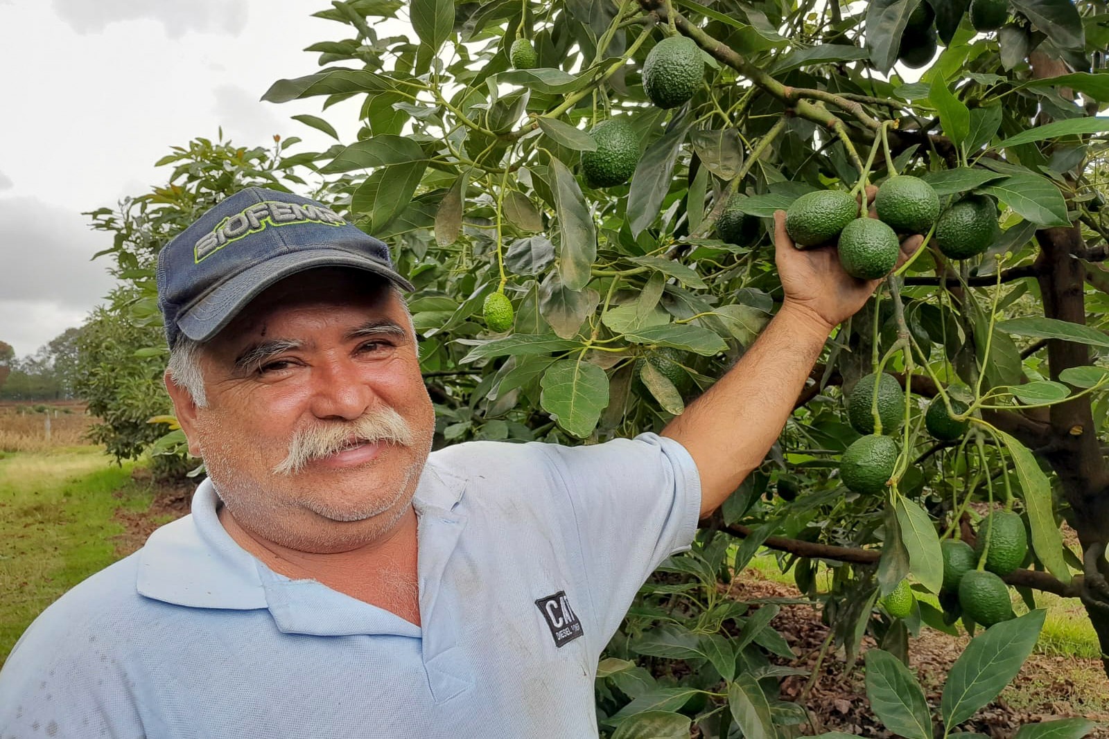 En Donato Guerra 24 personas se dedican a la producción de aguacate. Foto Alejandro Vargas
