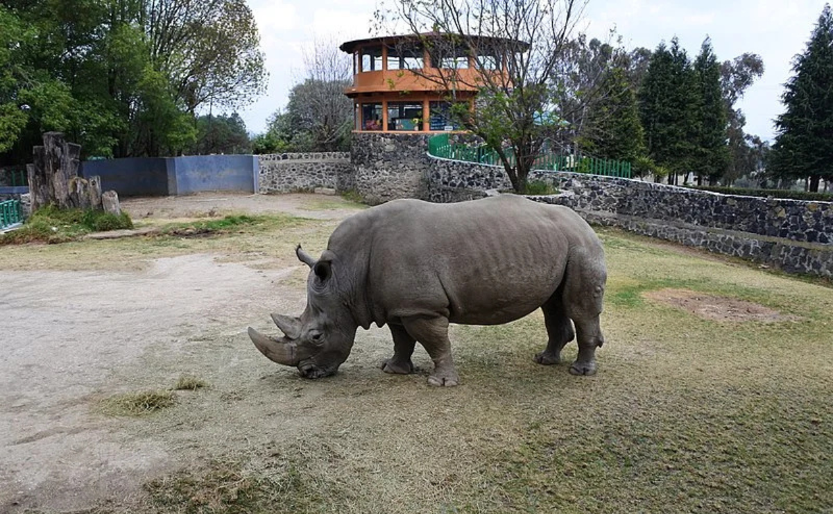 Un rinoceronte blanco en su hábitat natural en el Zoológico de Zacango, un lugar ideal para amantes de la fauna / Foto: Especial