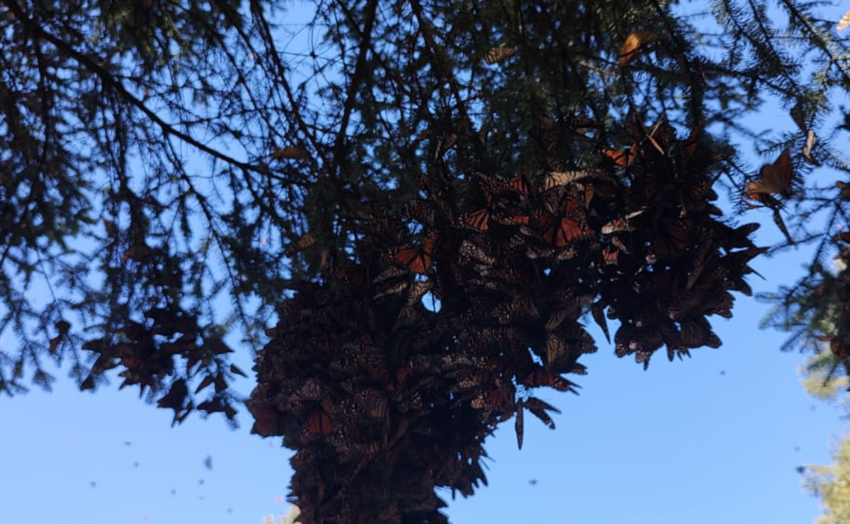 La irresponsabilidad de una fogata ahuyentó a la mariposa monarca, impactando el turismo local y dejando a decenas de familias con incertidumbre Foto: Especial