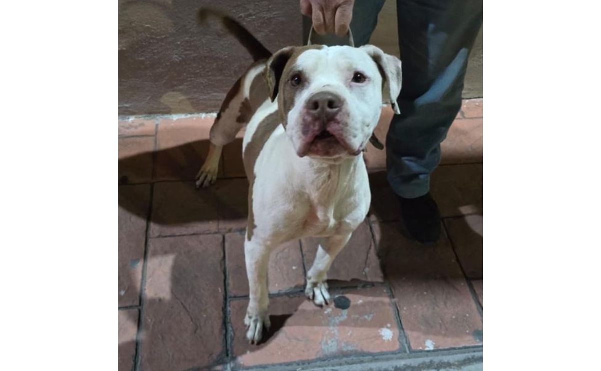 Michis y lomitos en condiciones insalubres: Rescatan a 10 animales en operativo conjunto en Zumpango / Foto: Especial