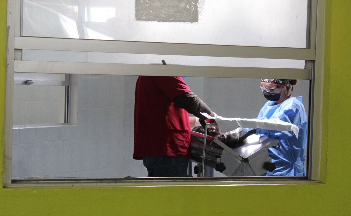 El CCyBA realiza jornadas de esterilización / Foto Karen Aldama