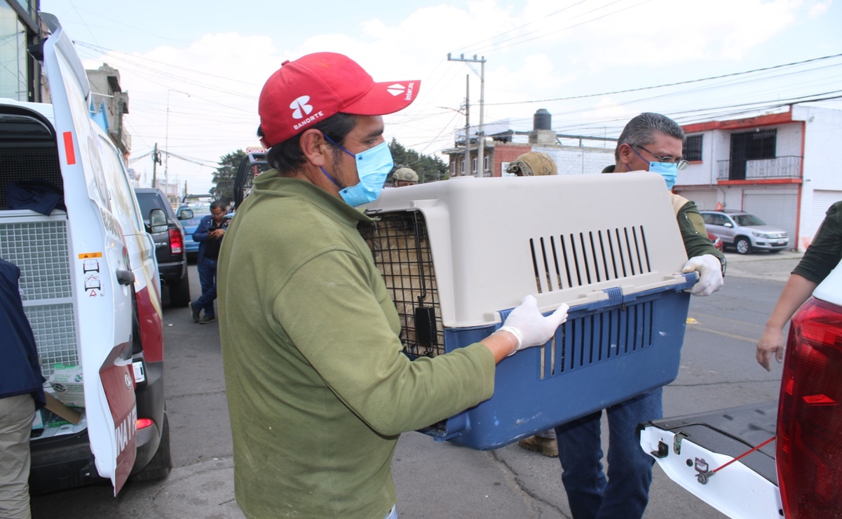 El plan es terminar el tratamiento adecuado de cada uno de los canes y asegurar su completa rehabilitación, para después ponerlos en adopción. Foto: Especial