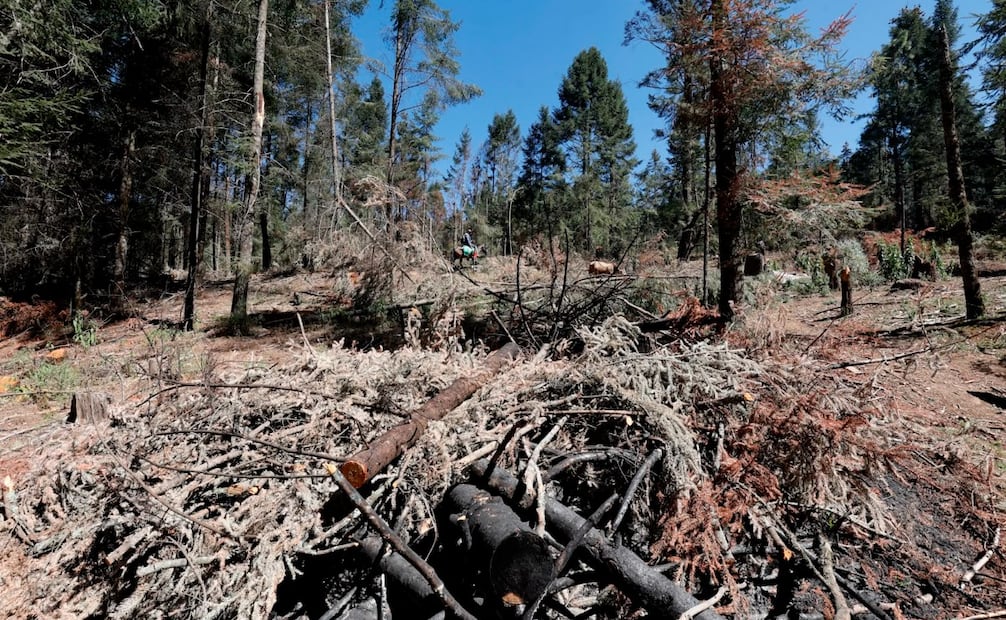 Las labores de vigilancia se intensificaron luego de que habitantes quemaran tres vehículos presuntamente utilizados por talamontes el pasado 15 de junio. Foto Alejandro Vargas / El Universal