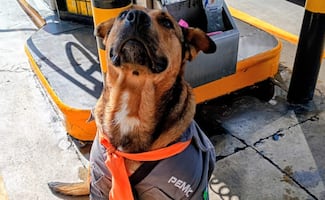 El perrito "Solovino", empleado estrella de una gasolinera de Toluca