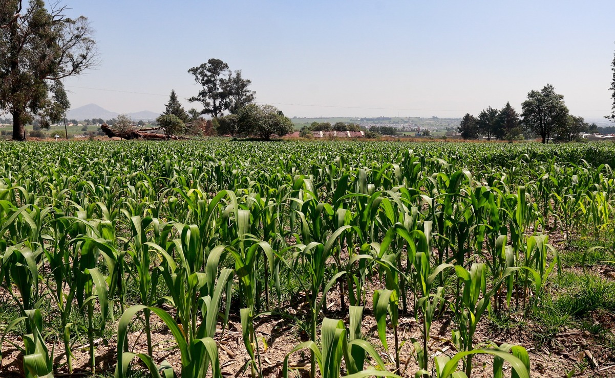 Los programas de apoyo al campo buscan la conservación y restauración sostenible de los ecosistemas. Foto: Alejandro Vargas / El Universal Estado de México