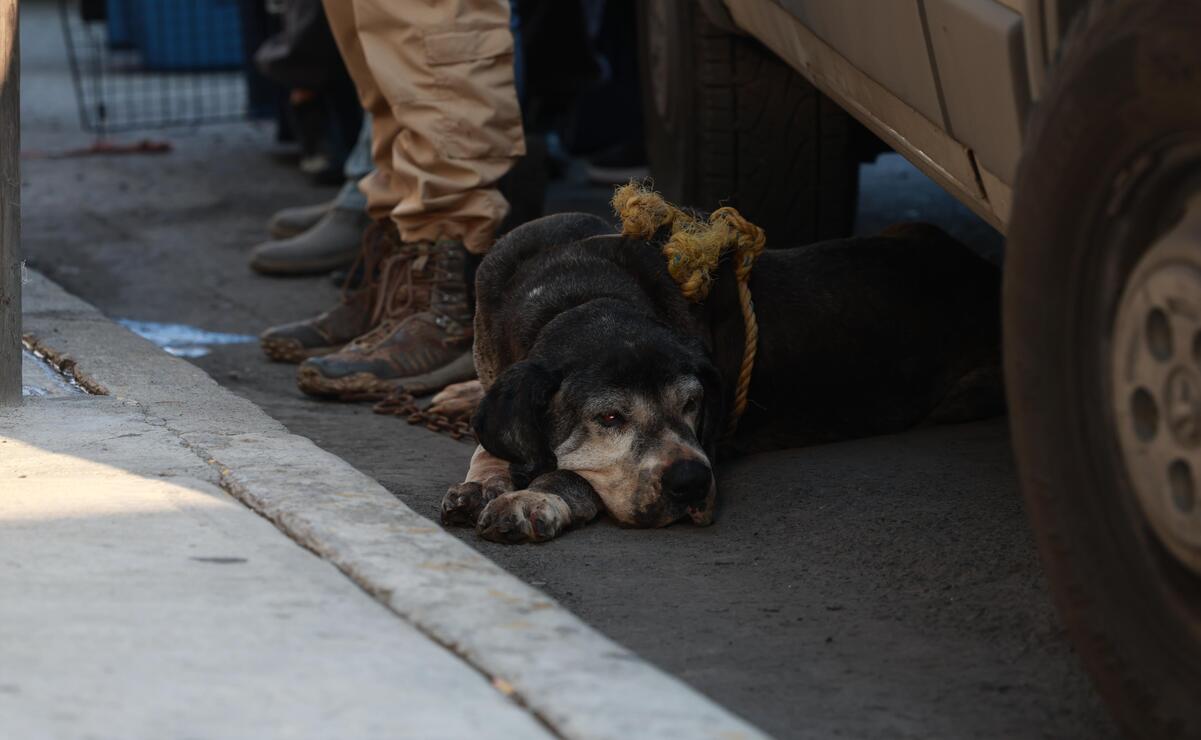 Edomex endurece leyes contra el maltrato animal: proponen cárcel y trabajo comunitario