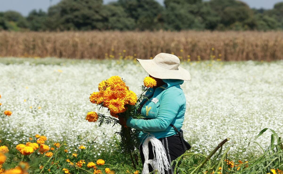 Familias de Tenango del Valle celebran por la buena cosecha de flores para Día de Muertos