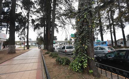 Toluca en alerta: Protección Civil monitorea árboles en riesgo por temporada de lluvias