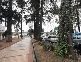 Toluca en alerta: Protección Civil monitorea árboles en riesgo por temporada de lluvias