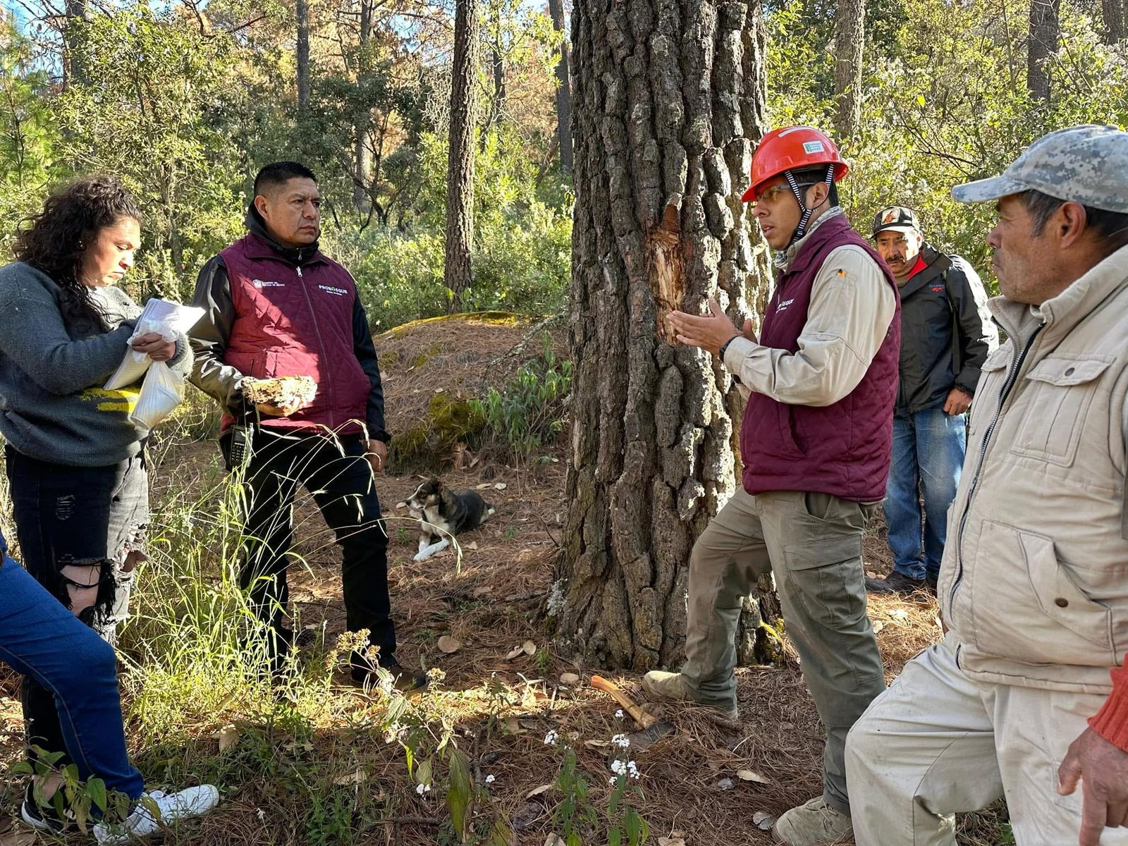 La Protectora de Bosques del Edomex apoya con plantas y participa en la restauración. Foto Michelle Sánchez