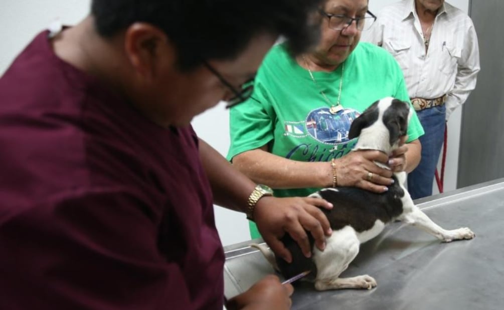 Protocolo médico integral: todos los animales capturados pasan por un proceso de esterilización, vacunación y desparasitación. Foto Especial