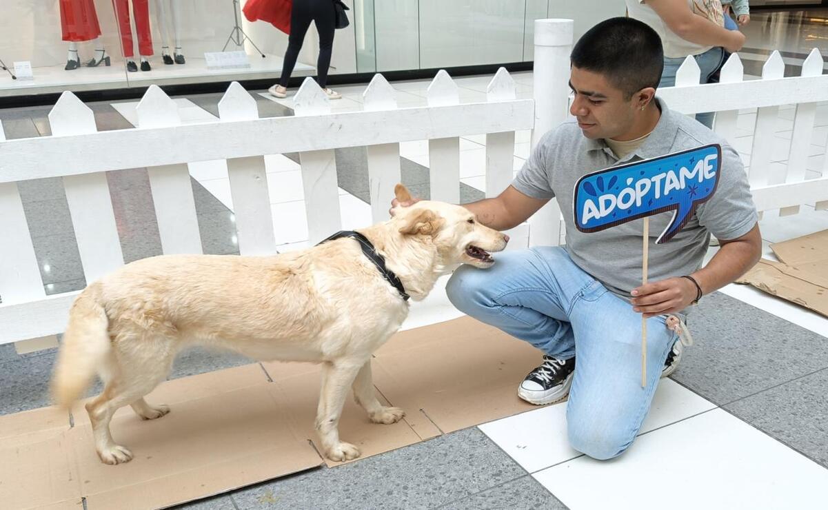 Huixquilucan logró la adopción de 160 perros rescatados del abandono y de las calles. Foto: Especial