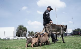 SSEM rescata y adoptará para adiestramiento K9 a cuatro perritos abandonados en Lerma