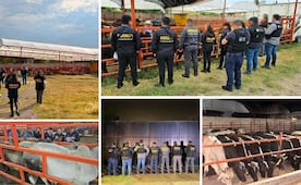 Hallan 136 cabezas de ganado robado en Veracruz durante cateo en Otumba