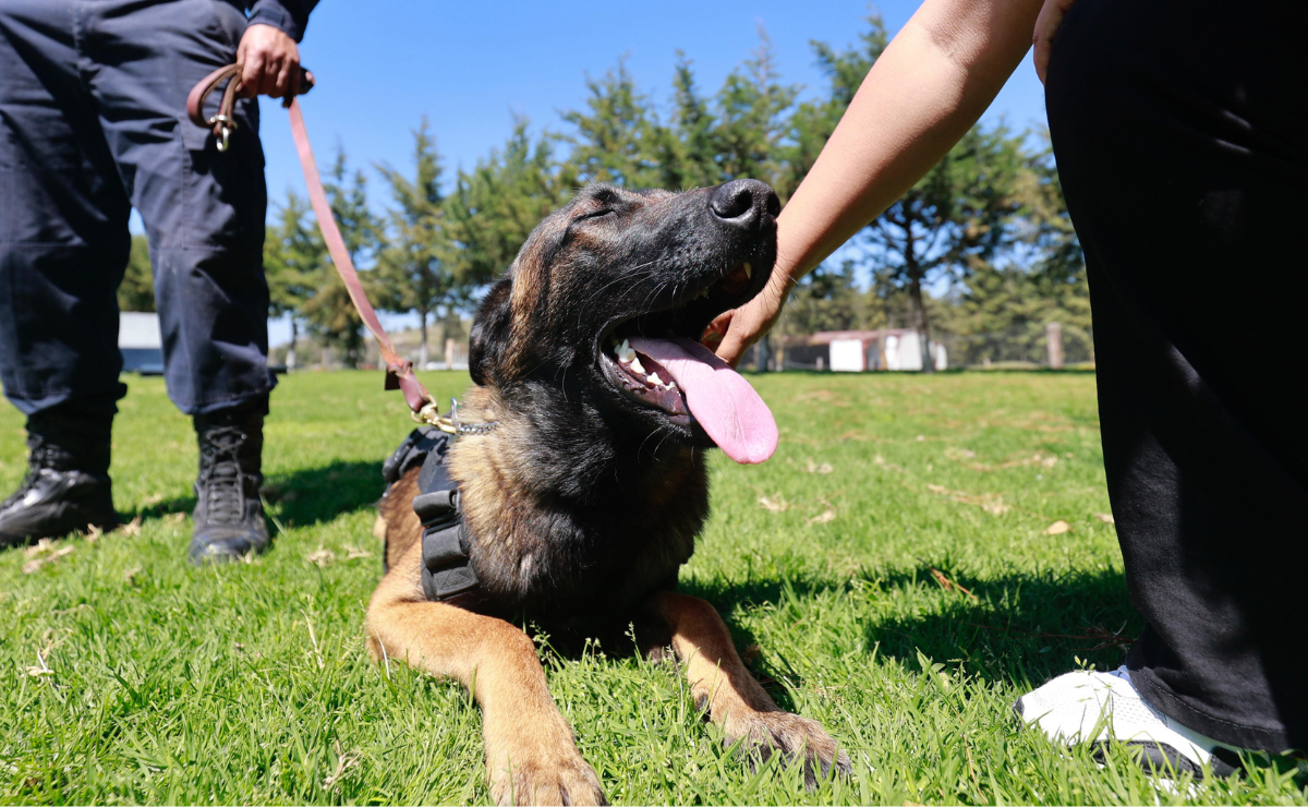 Un canino en servicio. Buscan una ley que garantice el bienestar y un retiro digno para estos animales. Foto: Alejandro Vargas