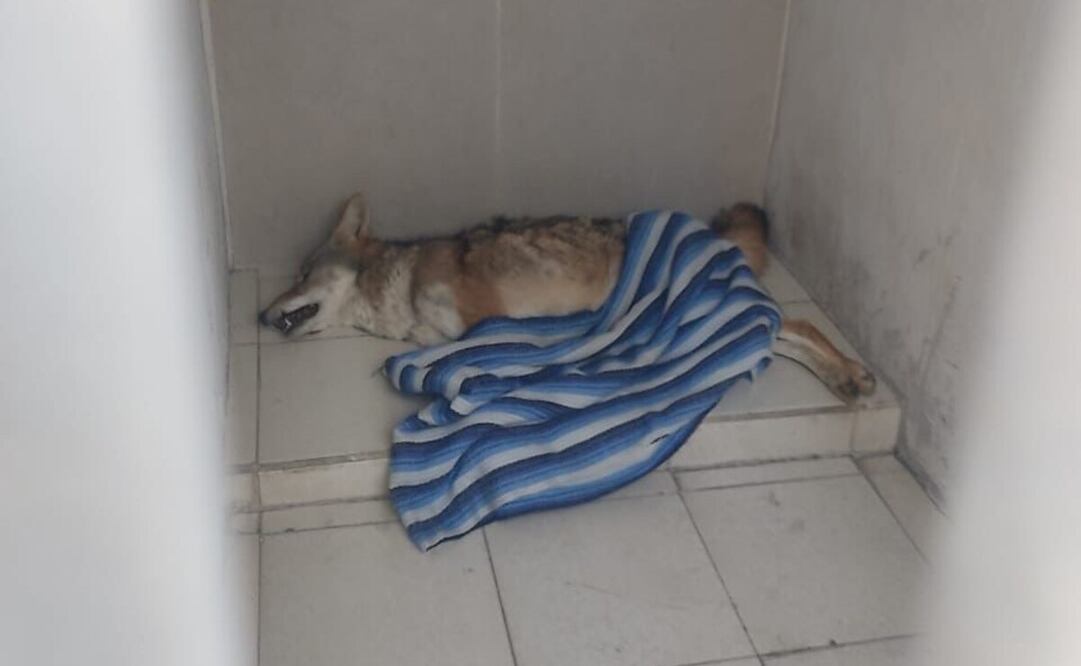 El coyote estaba al interior de una pequeña jaula / Foto Especial