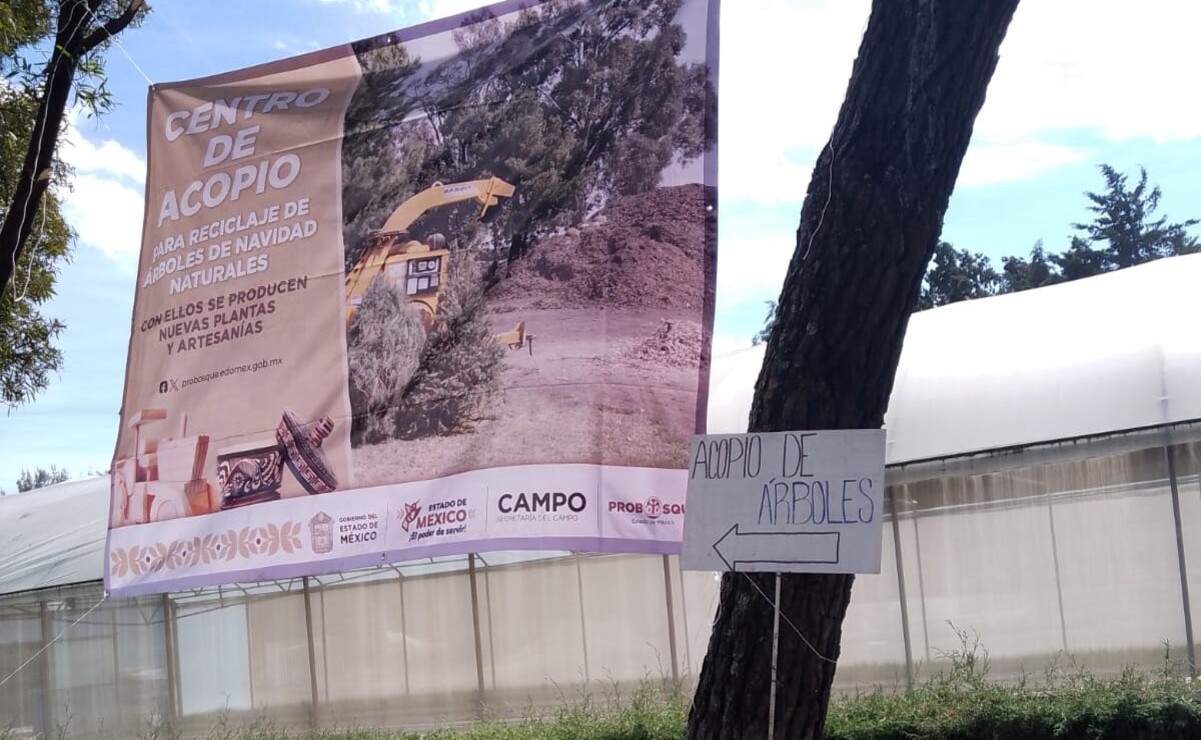 Los pinos reciclados se usarán para nuevas plantas y artesanías. Foto: Rebeca Jiménez