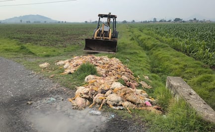 Toluca investiga tiradero clandestino de pollos en descomposición en el Canal Cutzamala
