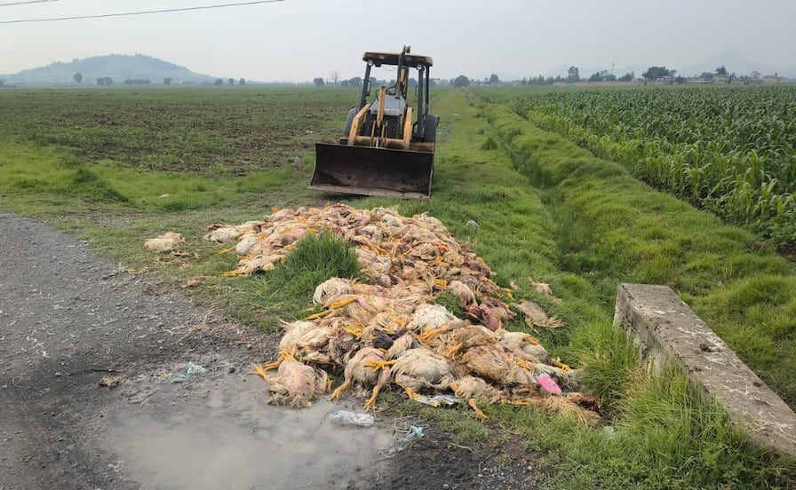 Toluca investiga tiradero clandestino de pollos en descomposición en el Canal Cutzamala