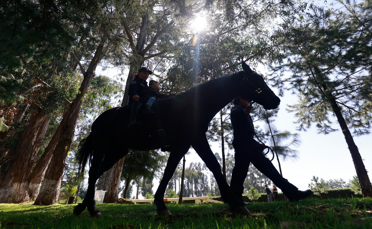 La conexión entre el caballo y el niño es clave en la terapia ecuestre: confianza, comunicación y avances significativos / Foto: Alejandro Vargas